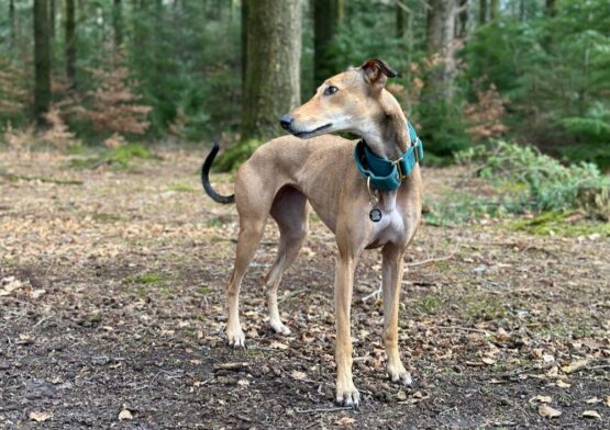 whippet greyhound collar