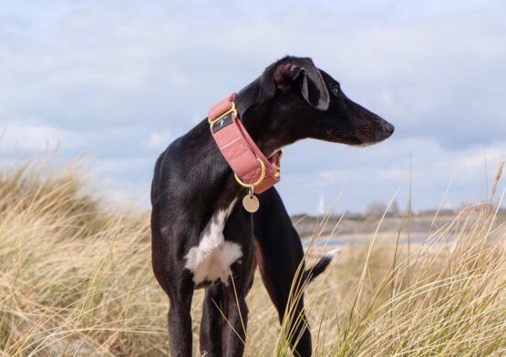 whippet greyhound collar