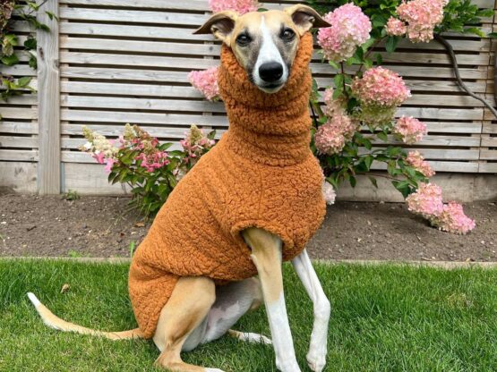 whippet greyhound jumper