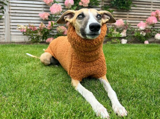 whippet greyhound jumper