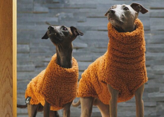 whippet greyhound jumper