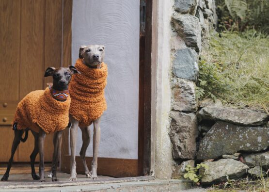 whippet greyhound jumper