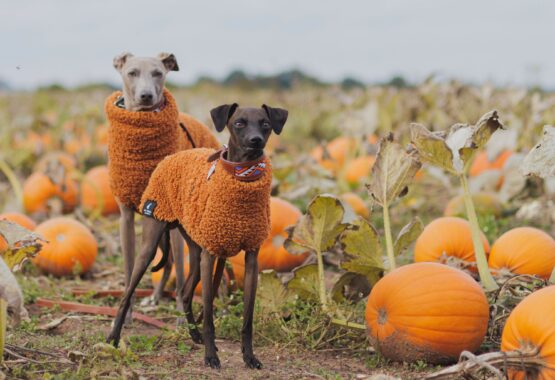 whippet greyhound jumper