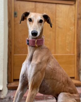 whippet greyhound collar