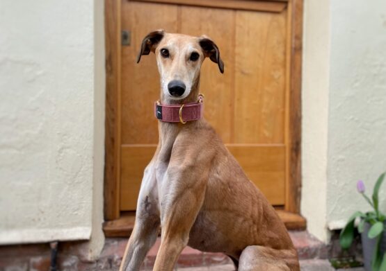 whippet greyhound collar