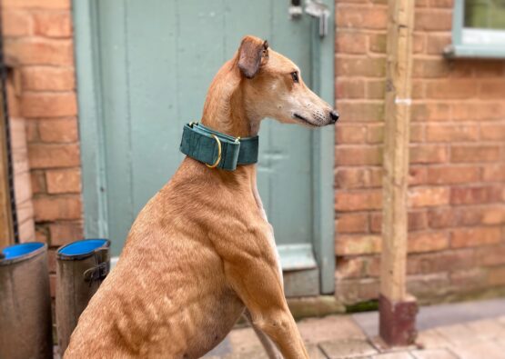 whippet greyhound collar