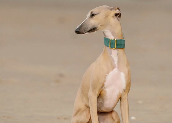whippet greyhound collar