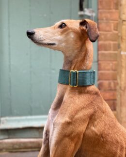 whippet greyhound collar