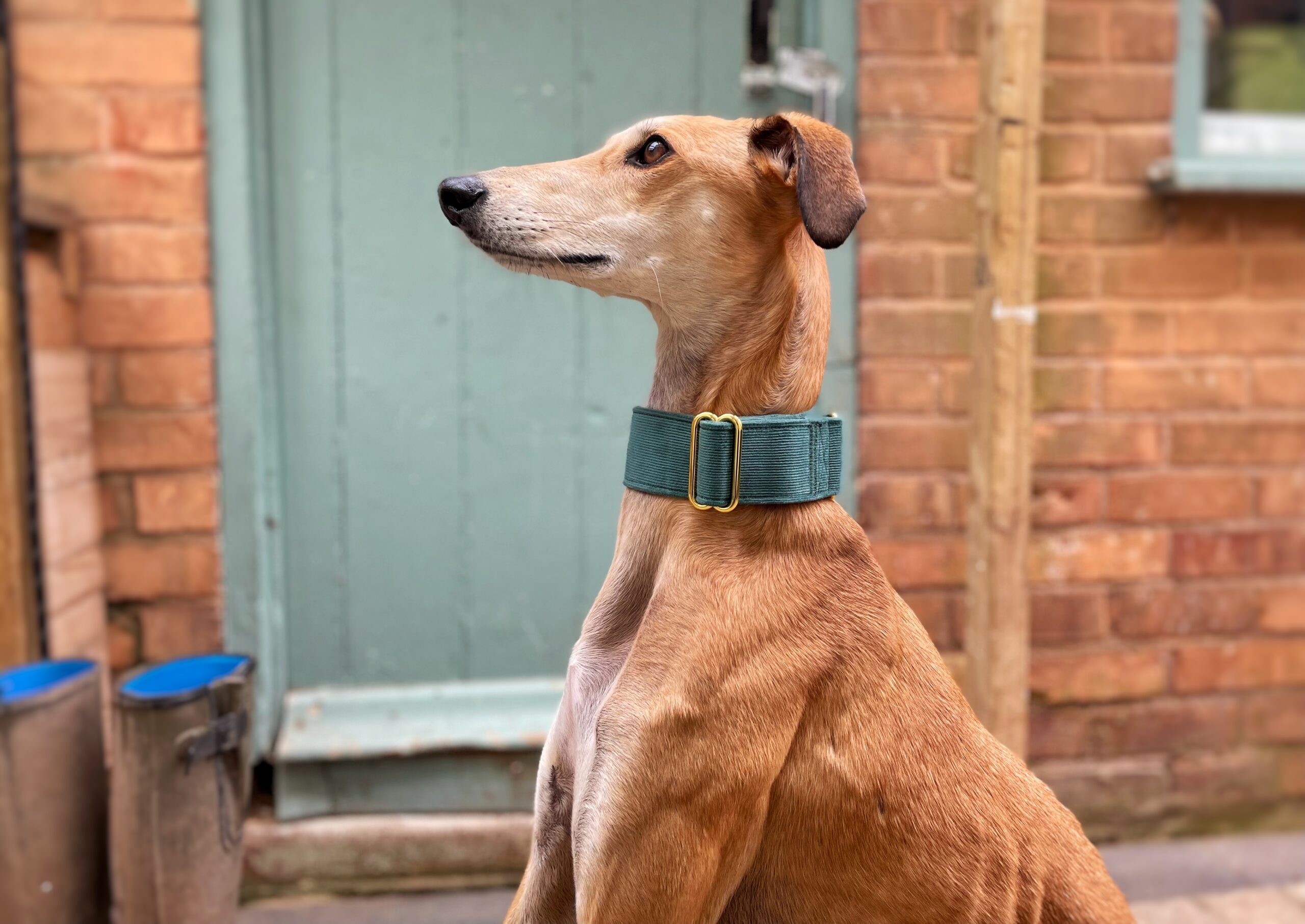 Green Corduroy Martingale Whippet Greyhound Collar Iggy Lurcher