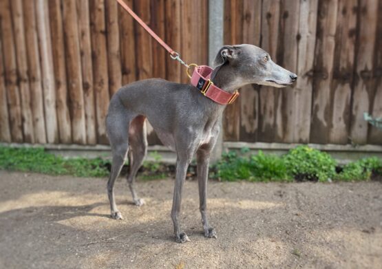 whippet greyhound collar