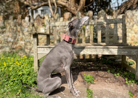 whippet greyhound collar