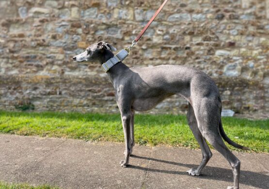 whippet greyhound collar