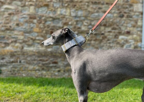 whippet greyhound collar