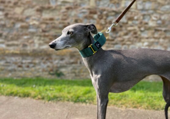 whippet greyhound collar