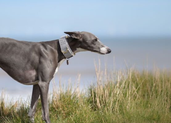 whippet greyhound collar