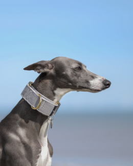 whippet greyhound collar