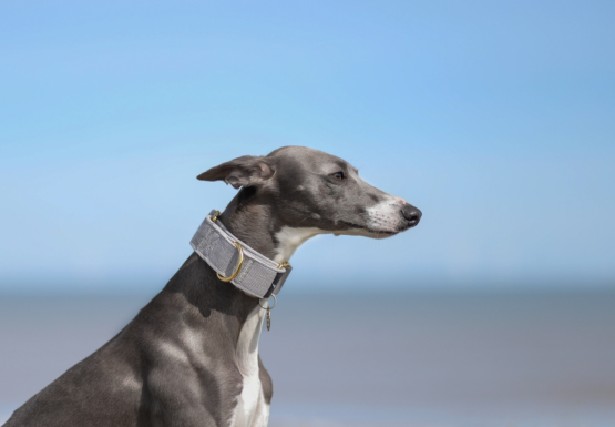 whippet greyhound collar