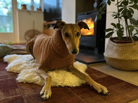 whippet greyhound jumper