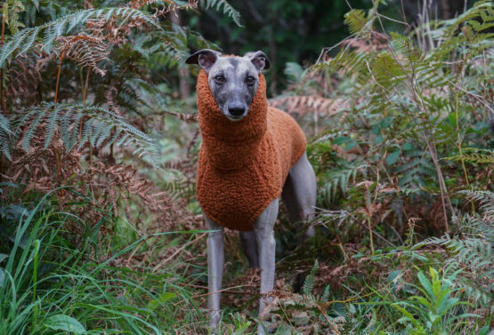 whippet greyhound jumper