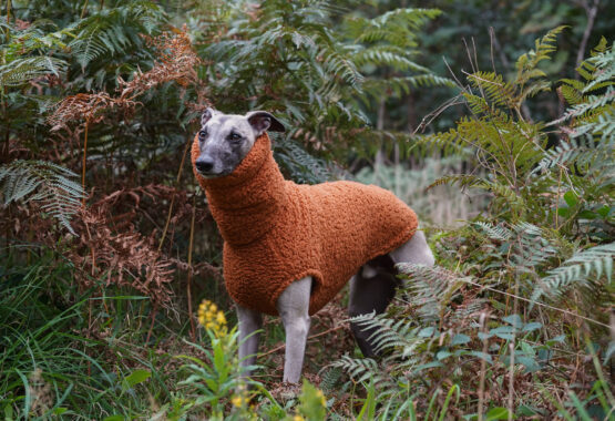 whippet greyhound jumper