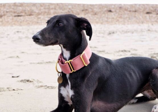 whippet greyhound collar