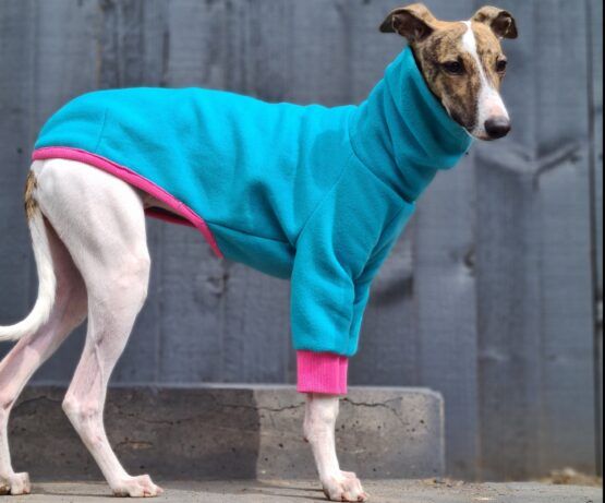whippet greyhound jumper
