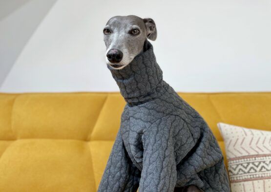 whippet greyhound jumper