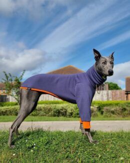 whippet greyhound jumper