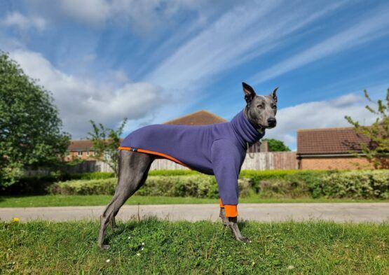 whippet greyhound jumper