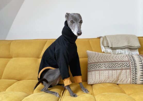 whippet greyhound jumper
