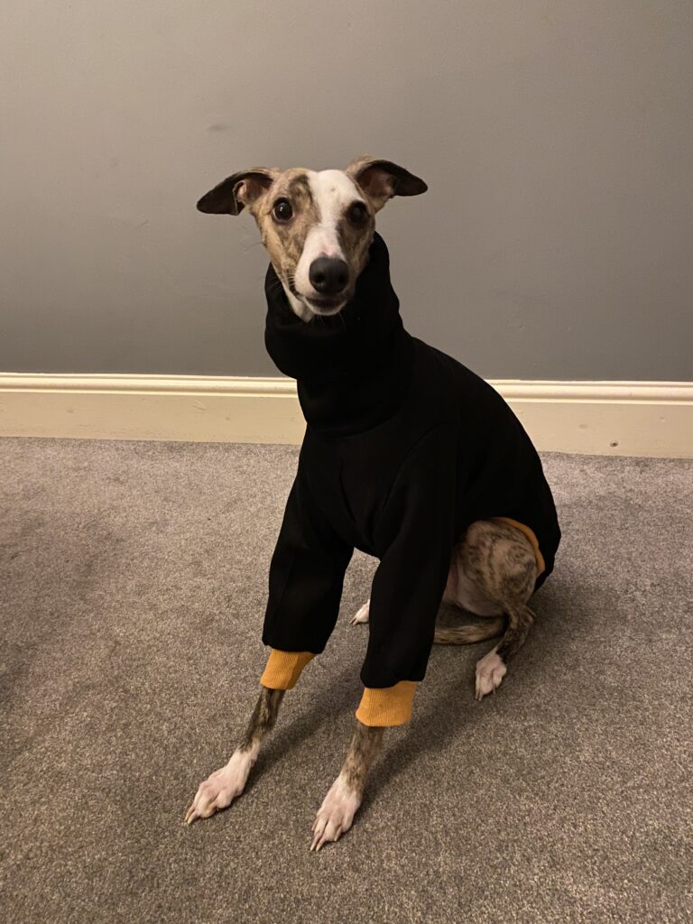 Black and shop tan whippet