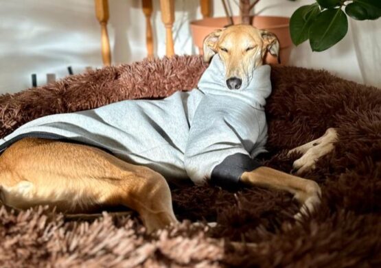 whippet greyhound jumper