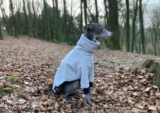 whippet greyhound jumper