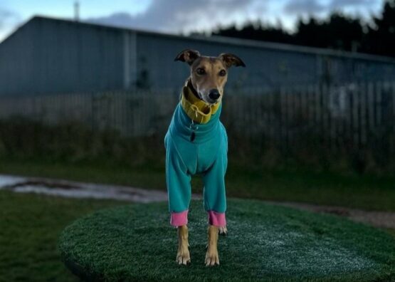 whippet greyhound jumper