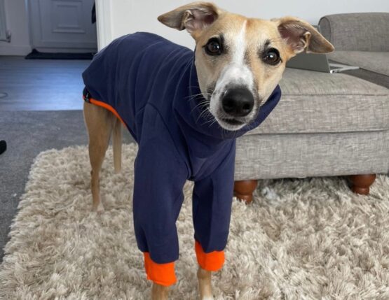 whippet greyhound jumper