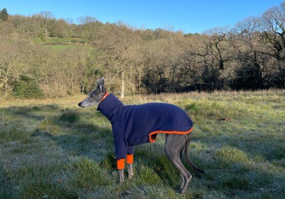 whippet greyhound jumper