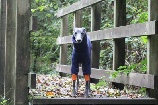 whippet greyhound jumper