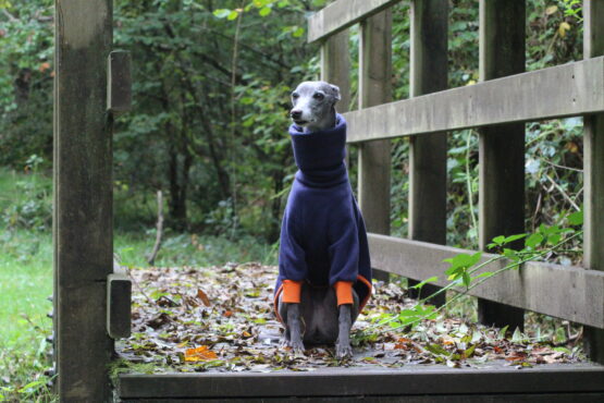 whippet greyhound jumper