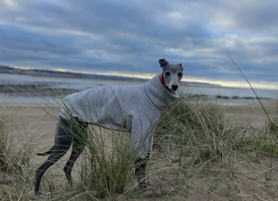 whippet greyhound jumper