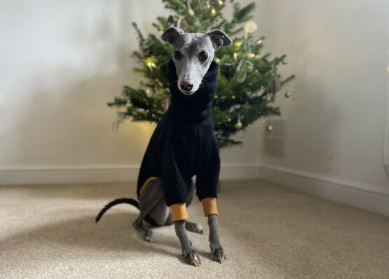 whippet greyhound jumper