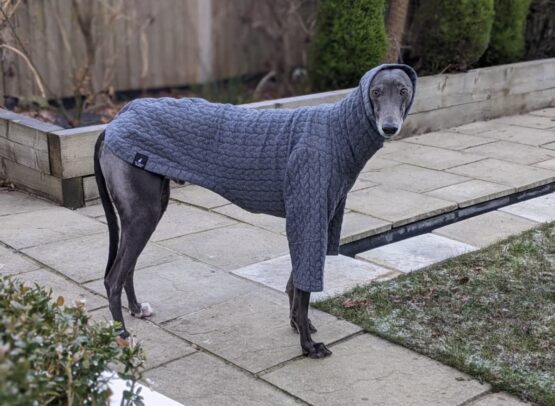 whippet greyhound jumper