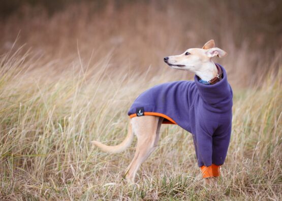whippet greyhound jumper