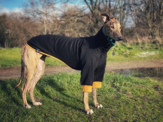 whippet greyhound jumper