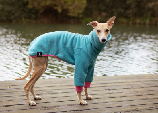 whippet greyhound jumper