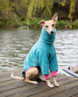 whippet greyhound jumper