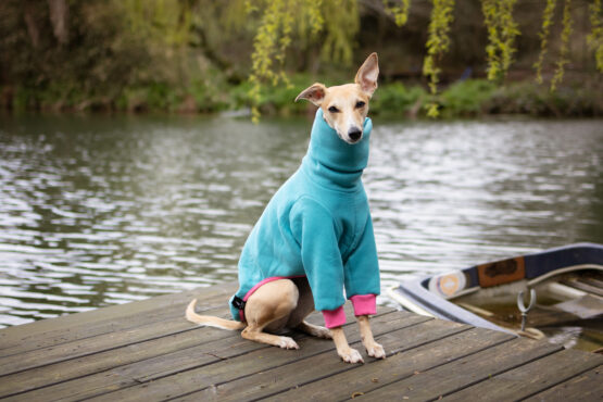 whippet greyhound jumper