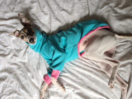 whippet greyhound jumper