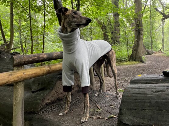whippet greyhound jumper