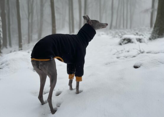 whippet greyhound jumper