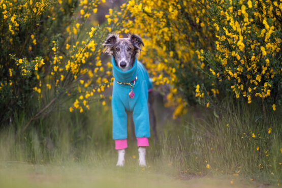 whippet greyhound jumper
